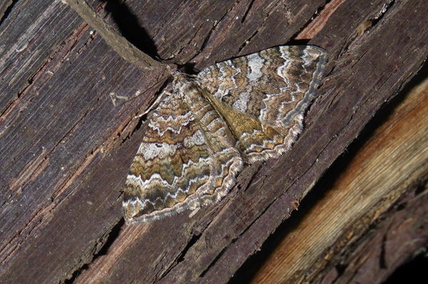Camptogramma bistrigata